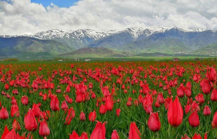 (Özel) Muş Ovası’nı kırmızıya bürüyen laleler kartpostallık görüntüler oluşturuyor G1