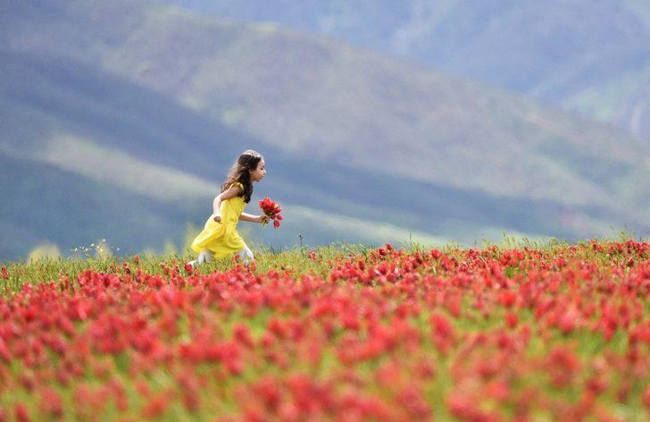(Özel) Muş Ovası’nı kırmızıya bürüyen laleler kartpostallık görüntüler oluşturuyor G2