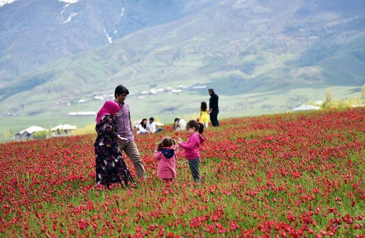 (Özel) Muş Ovası’nı kırmızıya bürüyen laleler kartpostallık görüntüler oluşturuyor G3