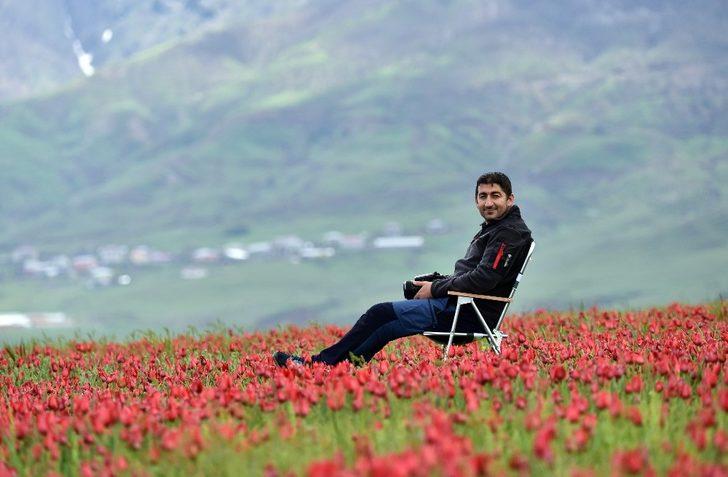 (Özel) Muş Ovası’nı kırmızıya bürüyen laleler kartpostallık görüntüler oluşturuyor G4