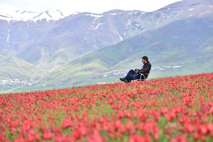 (Özel) Muş Ovası’nı kırmızıya bürüyen laleler kartpostallık görüntüler oluşturuyor G5