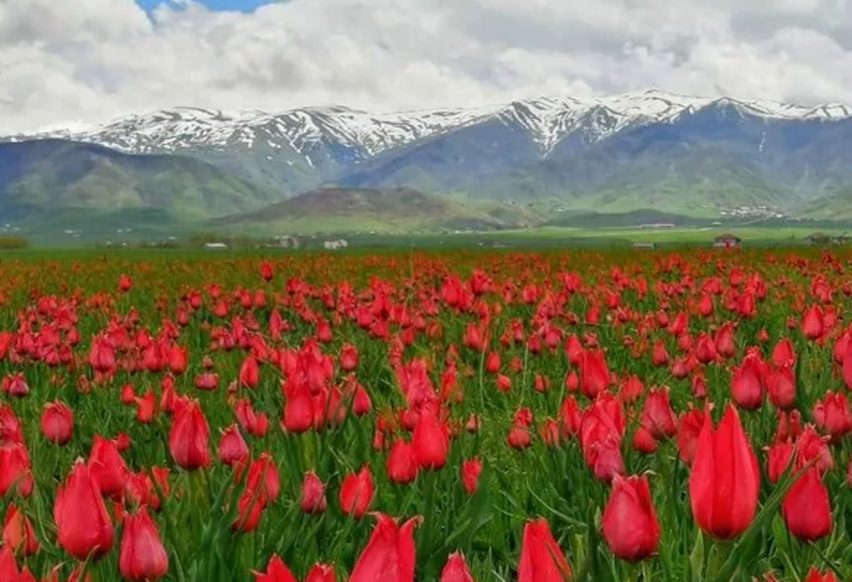 Muş Ovası'nda hayran bırakan manzara!