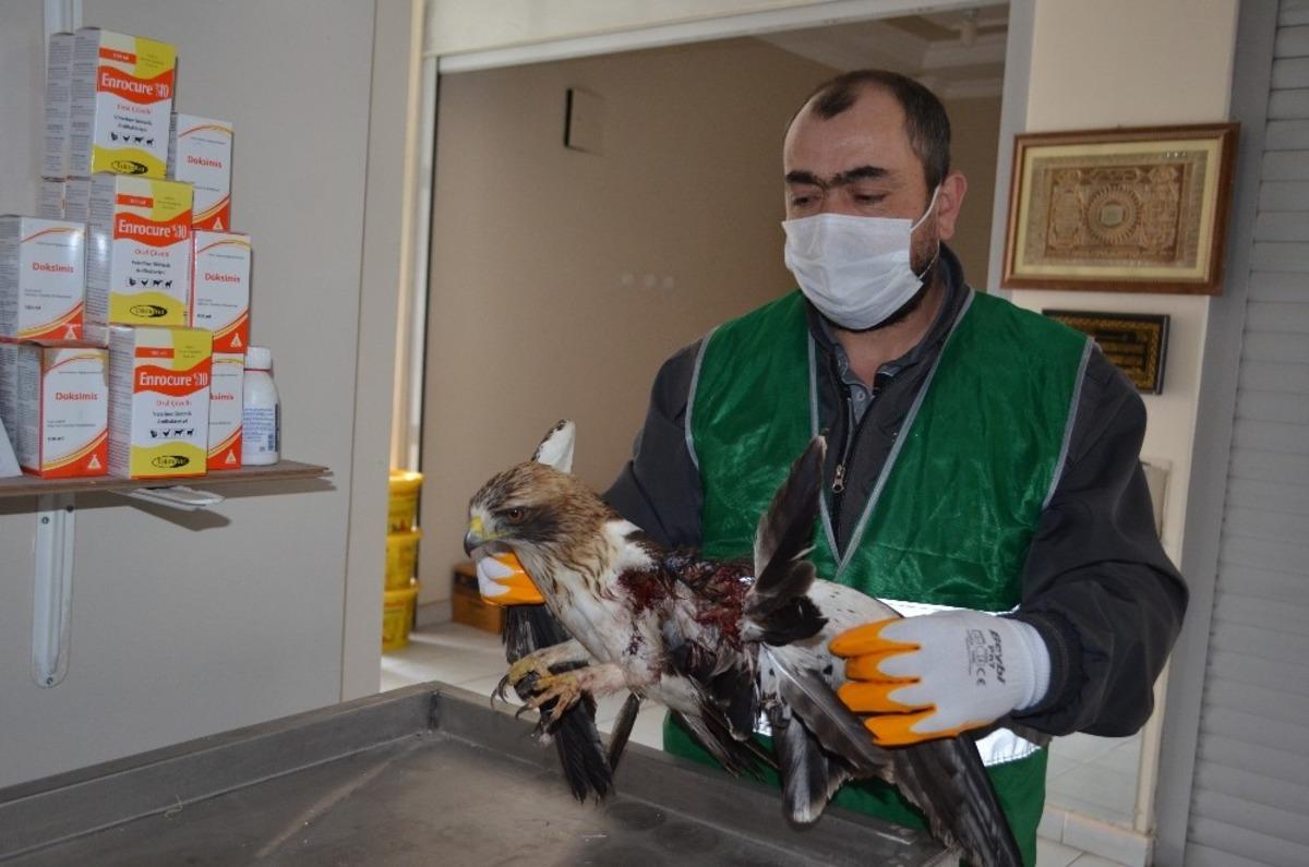 Yaralı şahine B&uuml;nyan Belediyesi sahip &ccedil;ıktı