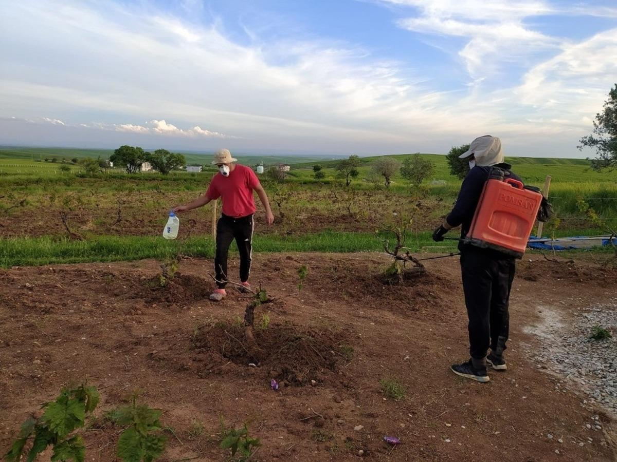 Silvan&rsquo;da &uuml;z&uuml;m bağları ila&ccedil;lanıyor
