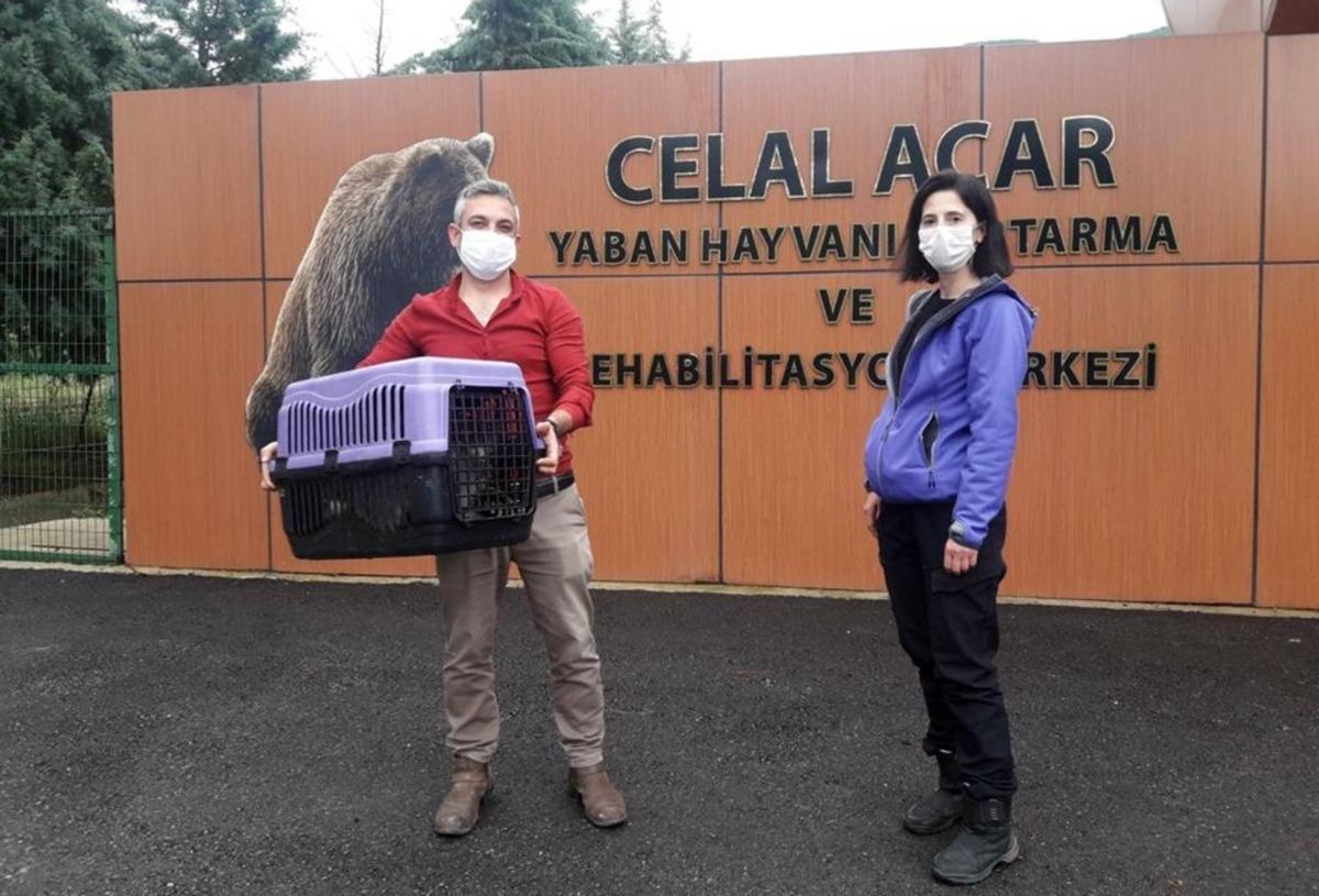 Vervet maymunları rehabilitasyon merkezine teslim edildi