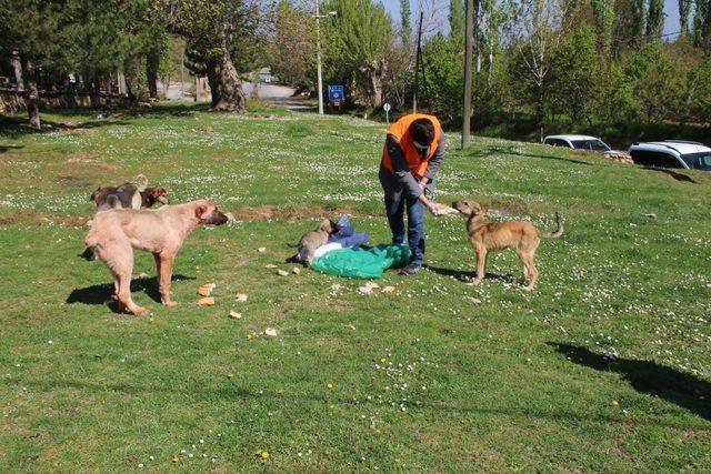 Akşehir’de sokak hayvanları unutulmuyor