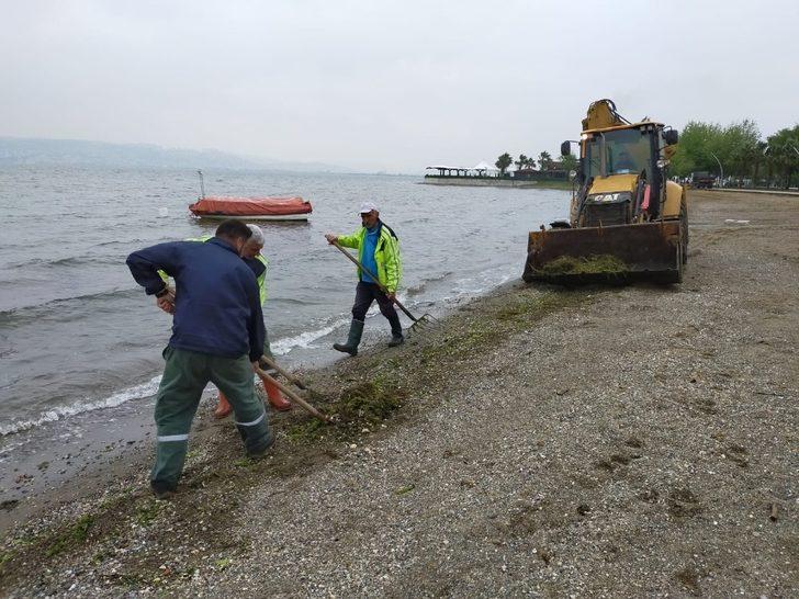 Sahillerde yosun temizliği devam ediyor G1