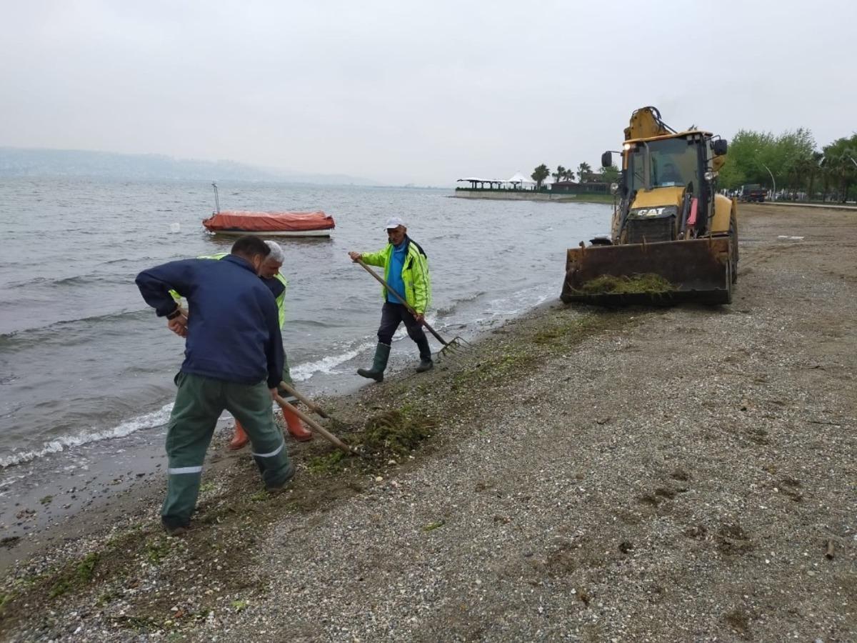 Sahillerde yosun temizliği devam ediyor