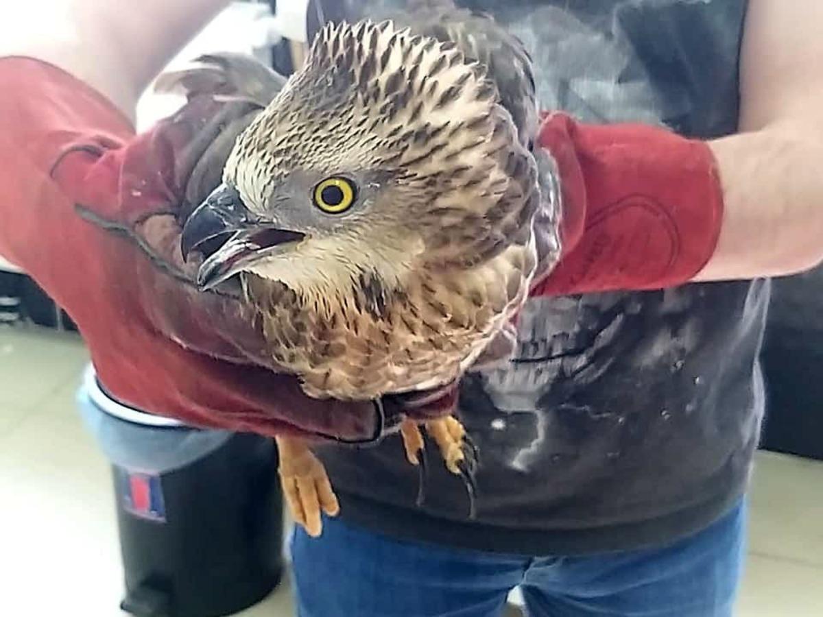 Kars&rsquo;ta arı şahini tedavi altına alındı