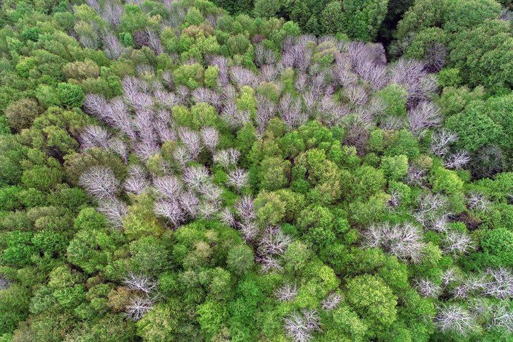 İşte Kırklareli'nin longoz ormanları G2