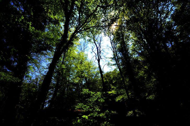 İşte Kırklareli'nin longoz ormanları G3