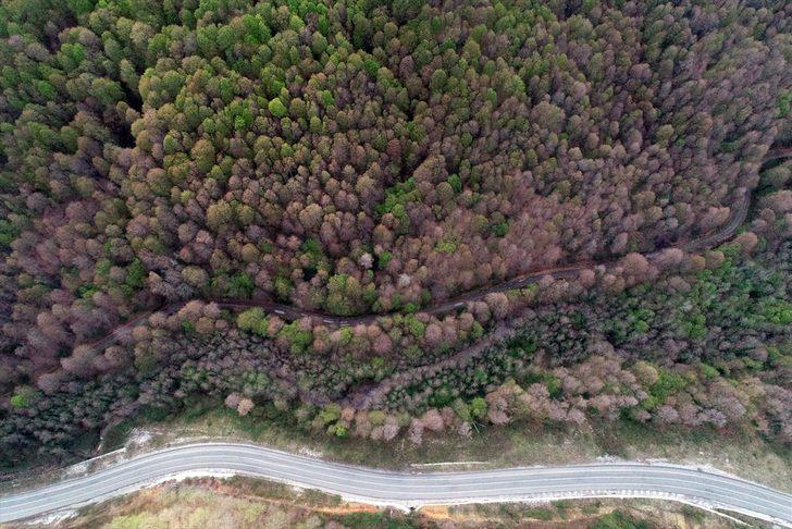 İşte Kırklareli'nin longoz ormanları G4