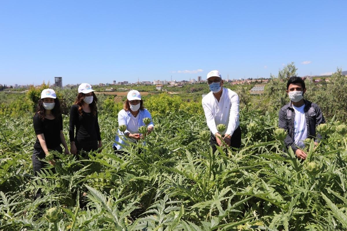 Genel Başkan K&ouml;se ile Başkan Tarhan tarlada enginar topladı