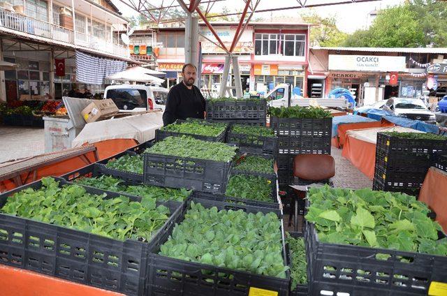 Korona virüs fide satışlarını da düşürdü