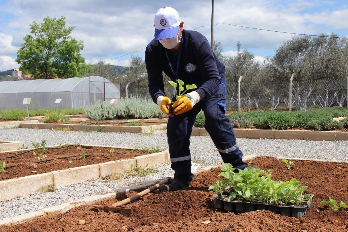 Yerel tohumlar toprakla buluşuyor