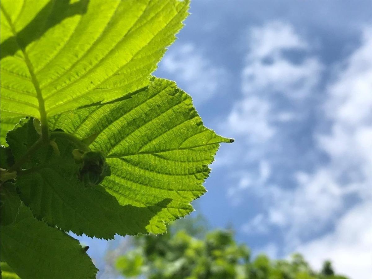 &Uuml;reticiler bah&ccedil;elerine g&ouml;z&uuml; gibi bakıyor