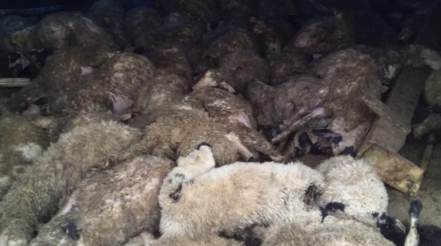 Elazığ&rsquo;da kurtlar, 120 koyunu telef etti