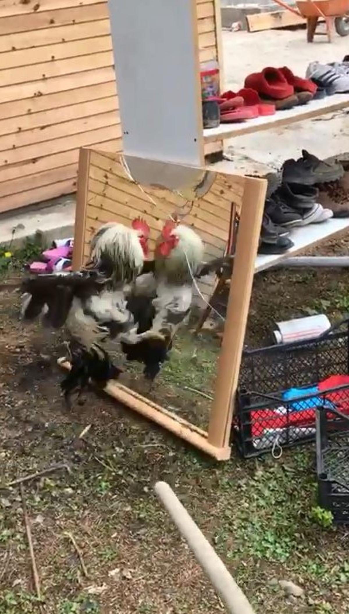 Aynadaki g&ouml;r&uuml;nt&uuml;s&uuml;yle kavga eden horoz sosyal medyayı salladı