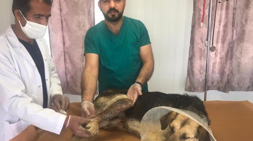 Batman&rsquo;da aracın &ccedil;arpmasıyla ayağı kırılan k&ouml;peğe ameliyatla platin takıldı