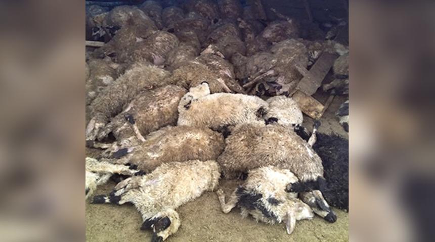 Elazığ'da kurt s&uuml;r&uuml;s&uuml;, 120 koyunu telef etti