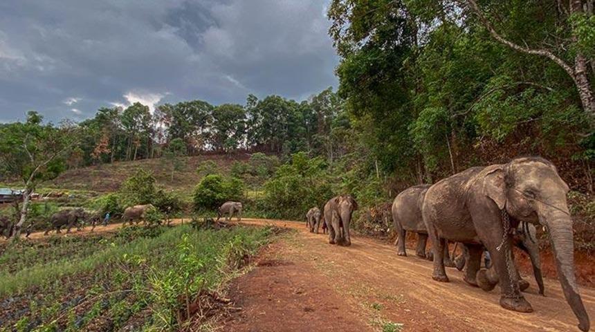 Koronavirüs fillerin de yaşamını değiştirdi! Tayland'da 100'ün üzerinde fil doğaya salındı