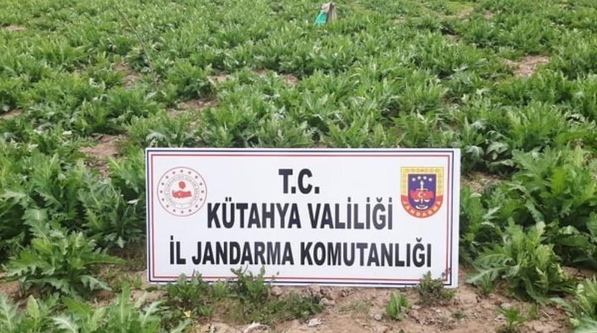 Emet’te 5 bin kök kaçak ekilmiş haşhaş bitkisi ele geçirildi