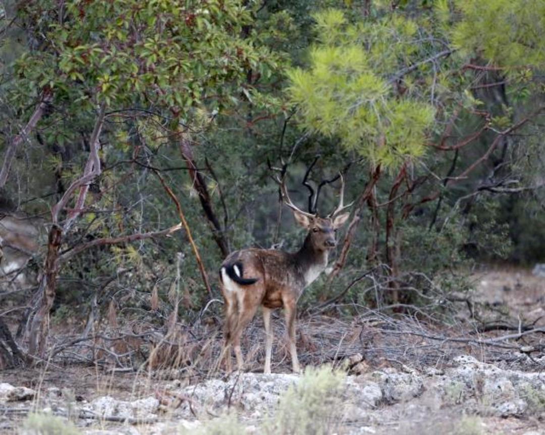 Anadolu'nun simgesi alageyikler! Sayıları 54 yılda 7'den 500'e y&uuml;kseldi