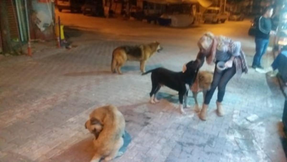 Sokak hayvanlarına yiyecek