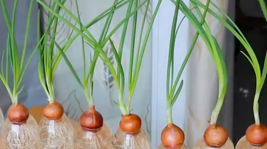 Evde taze soğan yetiştirmenin 3 farklı yolu