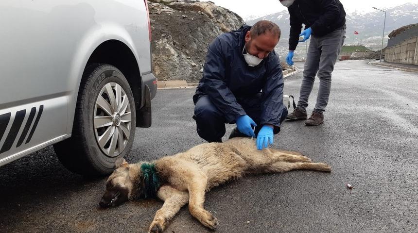 Boynuna inşaat teli dolanan k&ouml;pek kurtarıldı