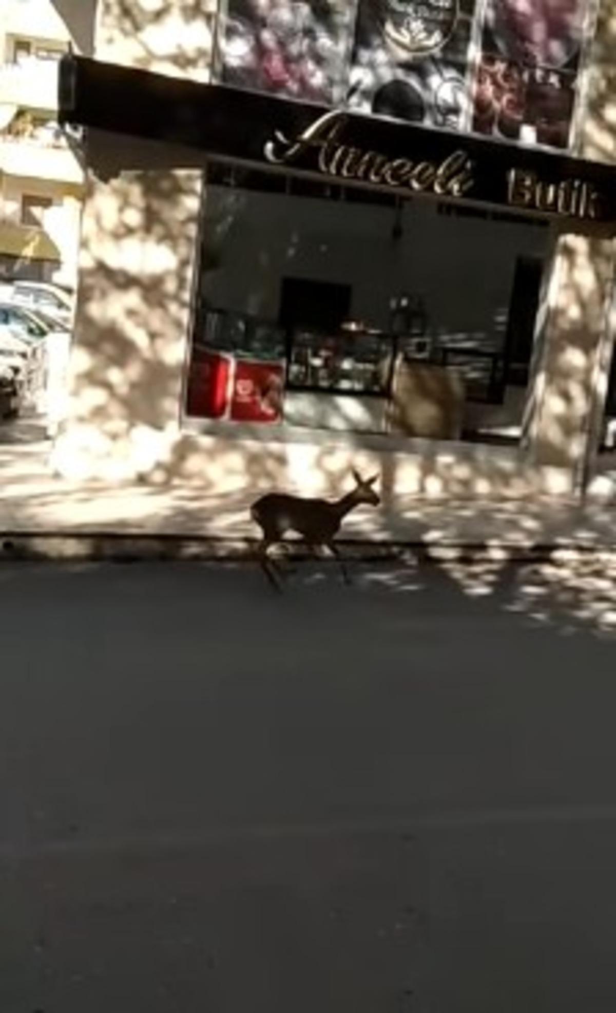 Kastamonu&rsquo;da şehir merkezine ceylan indi