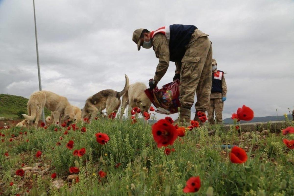 Tunceli&rsquo;de sokak hayvanları Vefa grubuna emanet