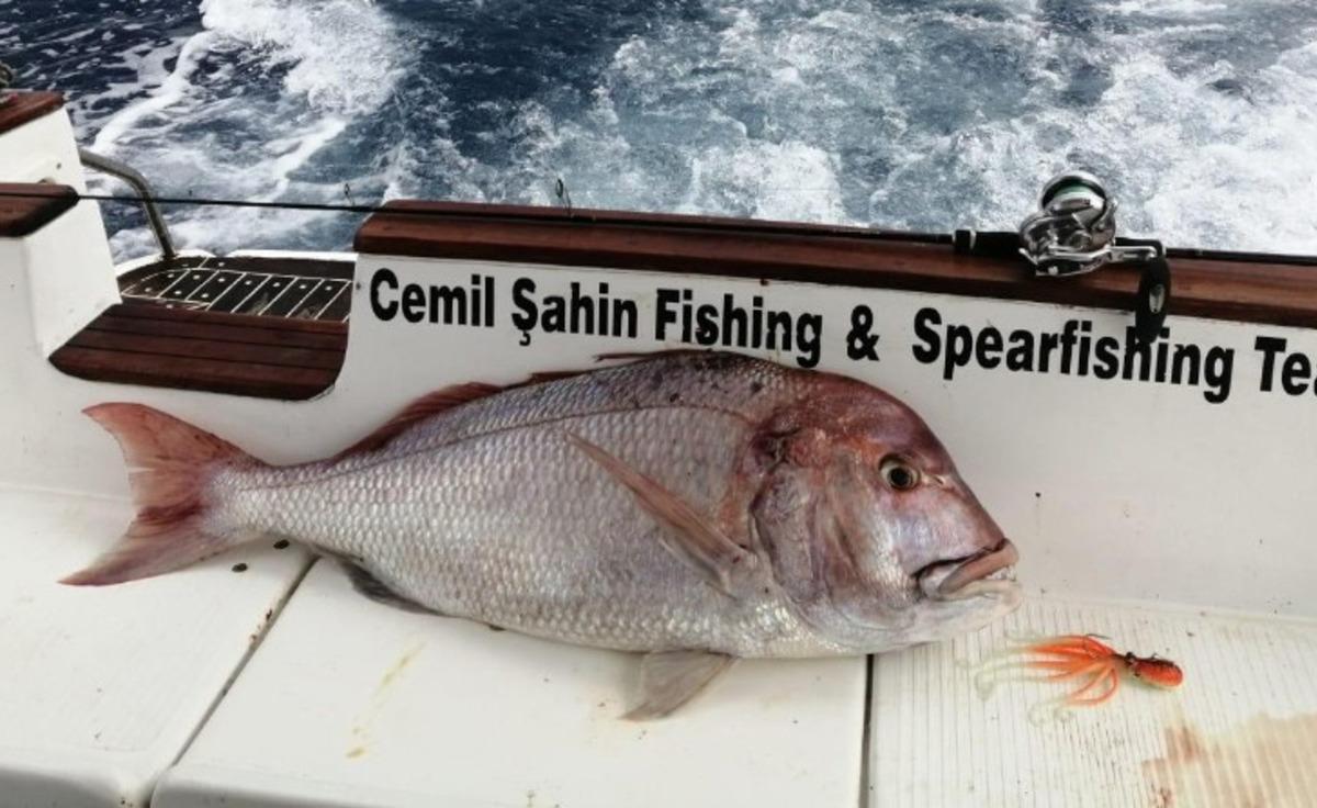 Amat&ouml;r balık&ccedil;ının oltasına dev tran&ccedil;a takıldı