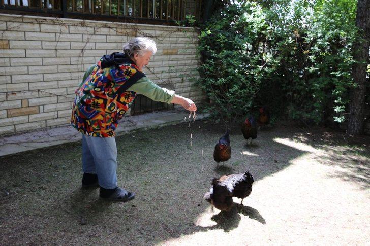 Gölbaşı Belediyesi tavuklarına yem isteyen Fatma teyzenin isteğini geri çevirmedi G2