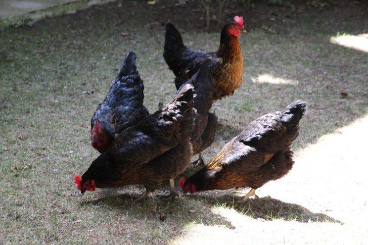 Gölbaşı Belediyesi tavuklarına yem isteyen Fatma teyzenin isteğini geri çevirmedi G3