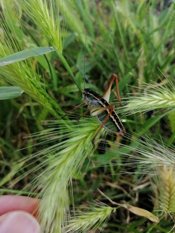 Çekirge istilası ile mücadeleye ilişkin önemli uyarı G3