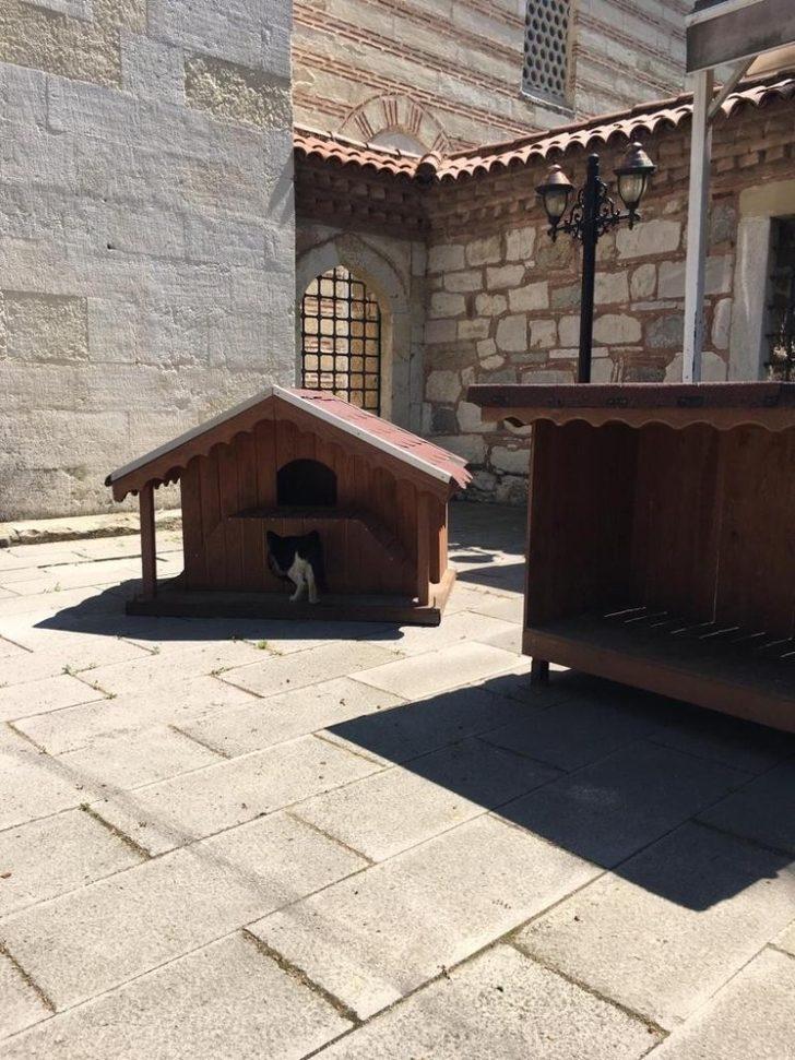 Çoban Mustafa Paşa Camii bahçesindeki yuvalar yenilendi G3