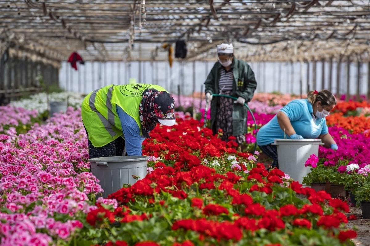 Sardunyalar Anneler G&uuml;n&uuml; i&ccedil;in hazırlanıyor