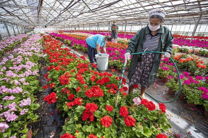 Sardunyalar Anneler Günü için hazırlanıyor G2