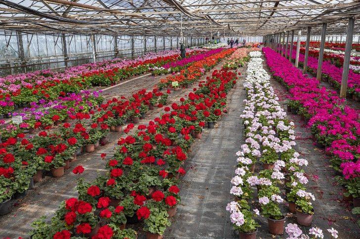 Sardunyalar Anneler Günü için hazırlanıyor G3