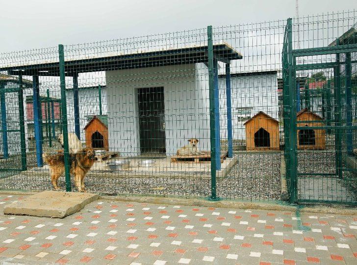 Sokak hayvanlarına modern barınak G5