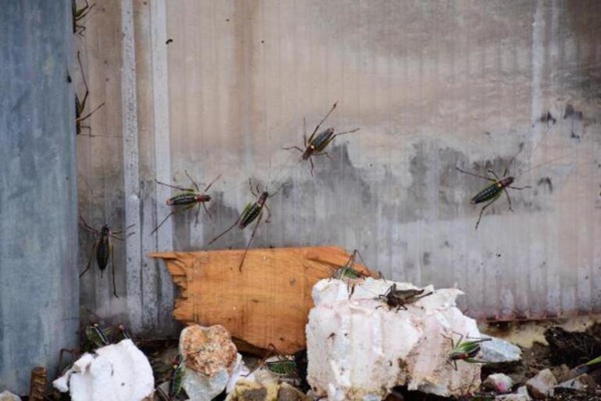 &Ccedil;ekirge istilası ile m&uuml;cadeleye ilişkin &ouml;nemli uyarı