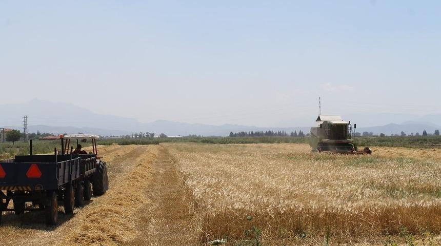 Söke Ovası’nda biçme ve çapalama ücretleri belli oldu
