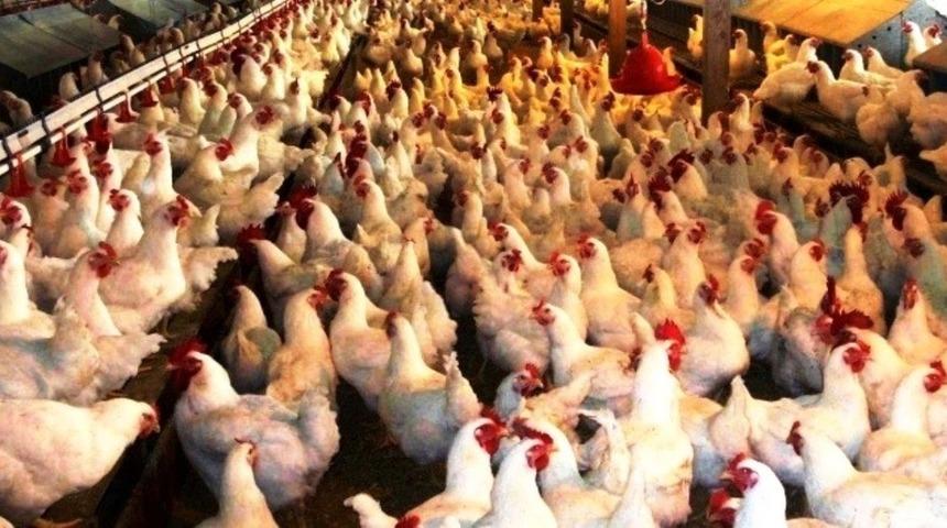 K&uuml;tahya&rsquo;da 1 milyon 527 bin 796 k&uuml;mes hayvanı bulunuyor