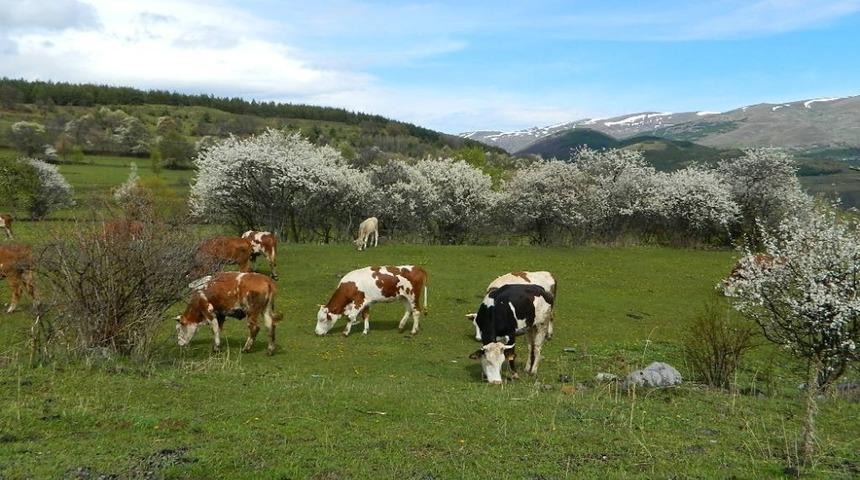 Posof&rsquo;ta bahar bir başka g&uuml;zel