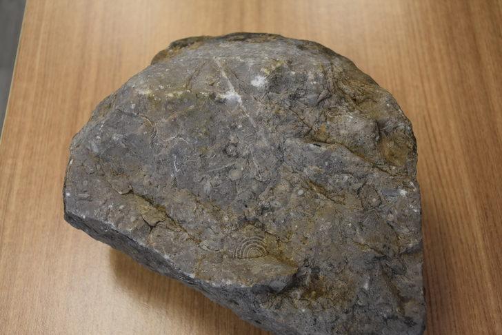 Doğa yürüyüşü yaparken buldu! Tam 40 milyon yıllık G2