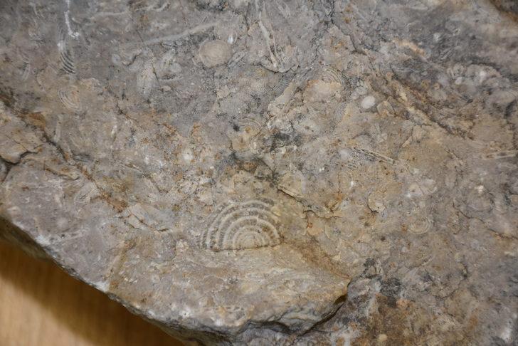 Doğa yürüyüşü yaparken buldu! Tam 40 milyon yıllık G3