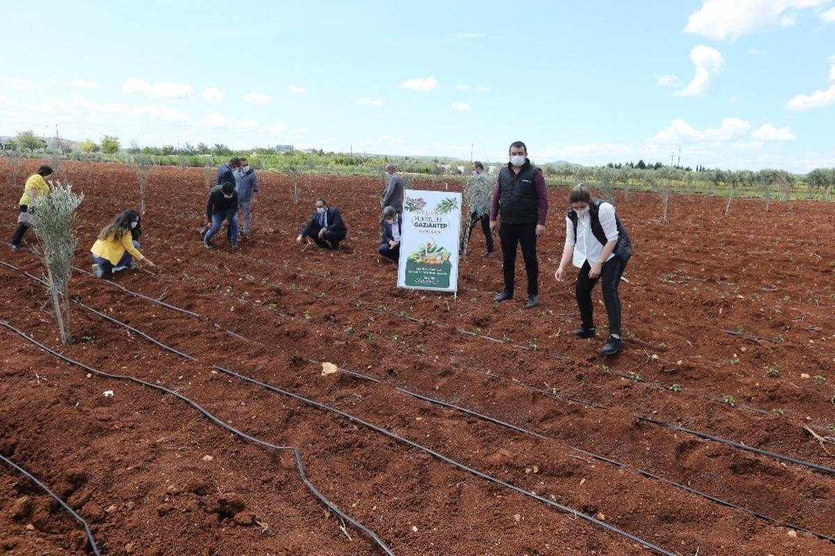 &Ccedil;ift&ccedil;ilere sağlanan fideler toprakla buluştu