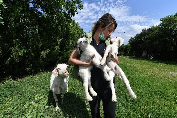 Bursa’da ikiz keçiler ilgi odağı oldu G1