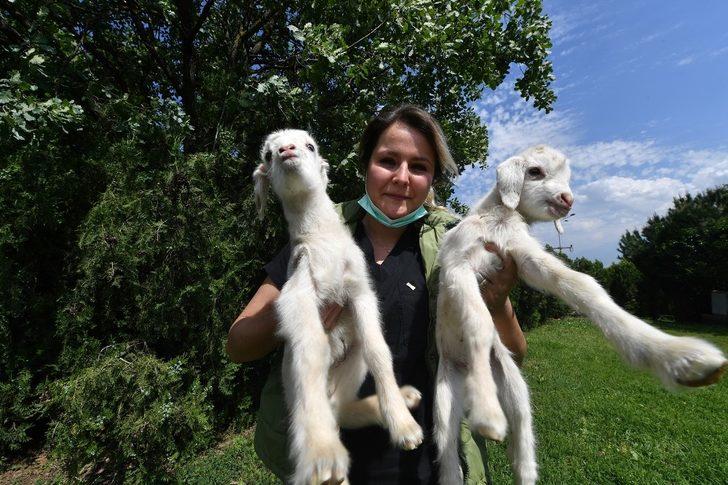 Bursa’da ikiz keçiler ilgi odağı oldu G3